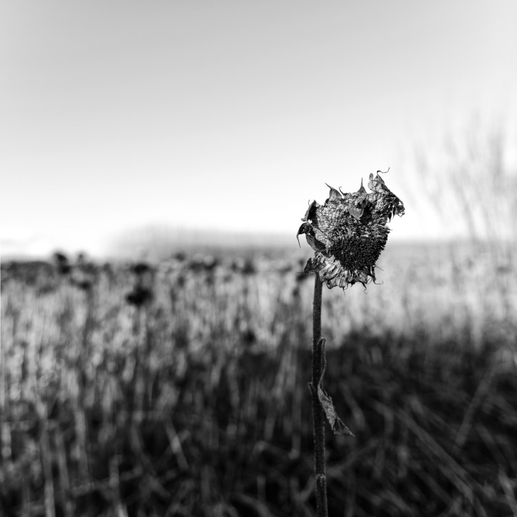 DRU-141208-3058-Edit